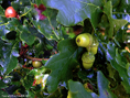 acorn